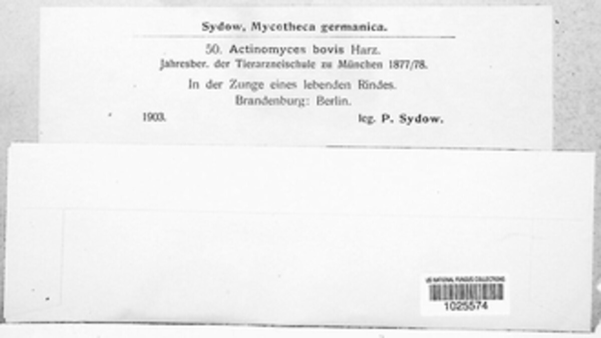 Actinomyces bovis image